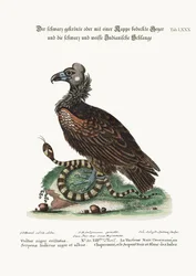 The Crested or Coped Black Vulture, and the Black and White Indian Snake, 1749-73